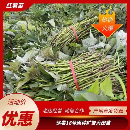 尉氏县徐薯18号原种脱毒扩繁大田苗
