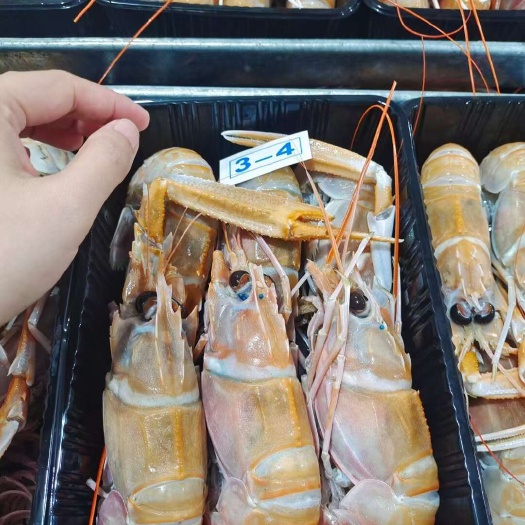 北海深海刺身海鳌虾