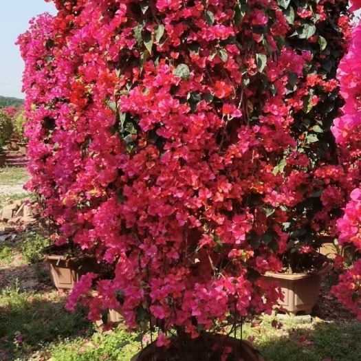 漳州三角梅 红花柱子
