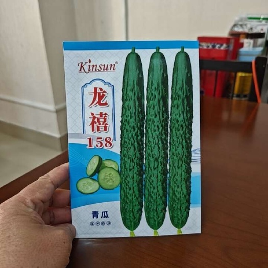 南宁龙禧158杂交黄瓜春秋品种，植株生长势强，分枝性中等。