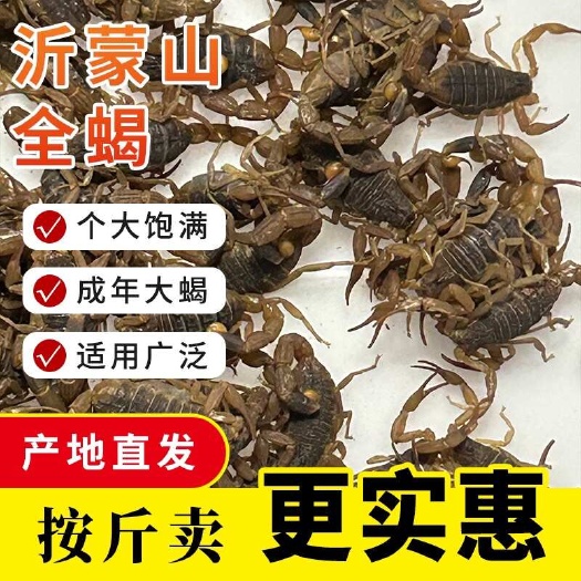 太康县纯山货特大蝎王 7 厘米大蝎批发新鲜蝎子泡酒可食用泡酒油炸
