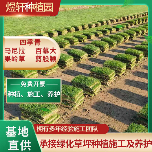 句容市马尼拉，台，湾青，台，湾2号草坪