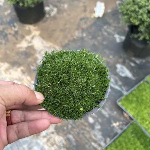 爱尔兰珍珠草