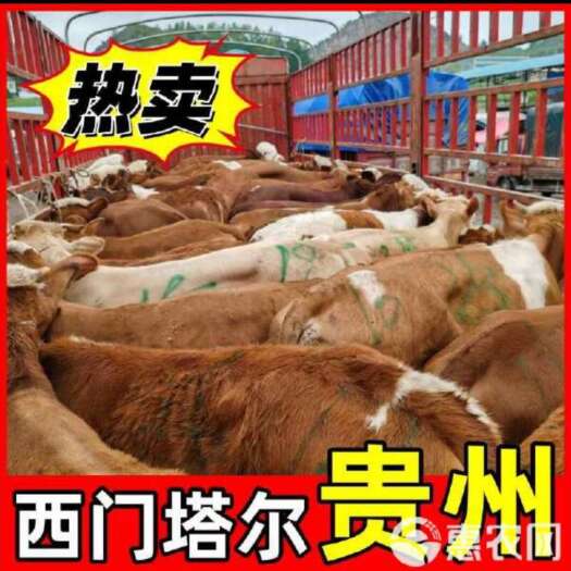 威宁县西门达尔各种品种牛带抓