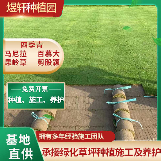 句容市泥坪百慕大草坪，基地直发草皮