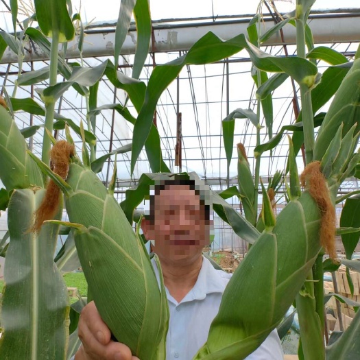 固安县鲜玉米，白糯玉米，花糯玉米