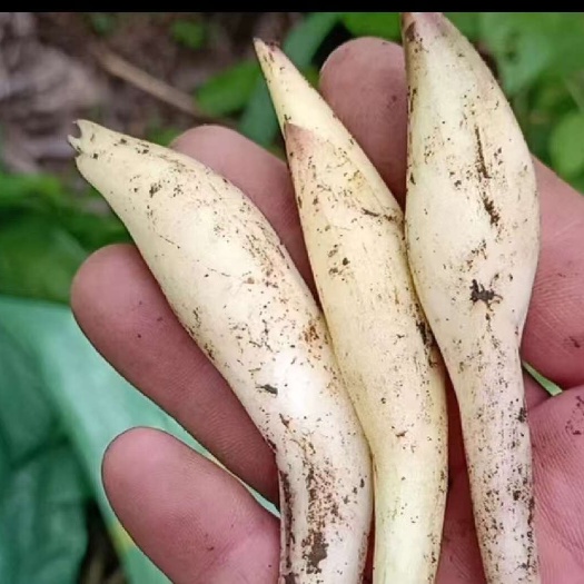 白洋荷 香味浓郁 白洋荷姜基地直发