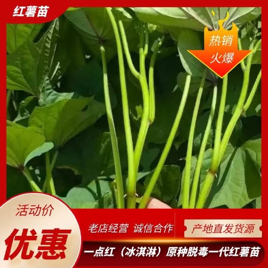 一点红（冰淇淋花心如意）脱毒红薯苗