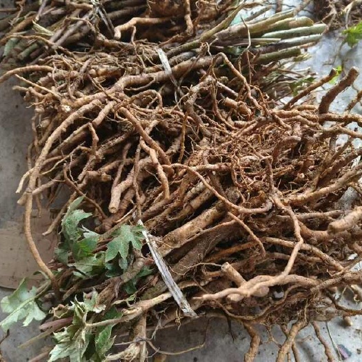 峨边县大通草苗青杆高杆大通草苗