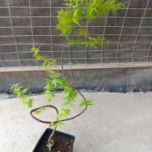 广州流泉枫