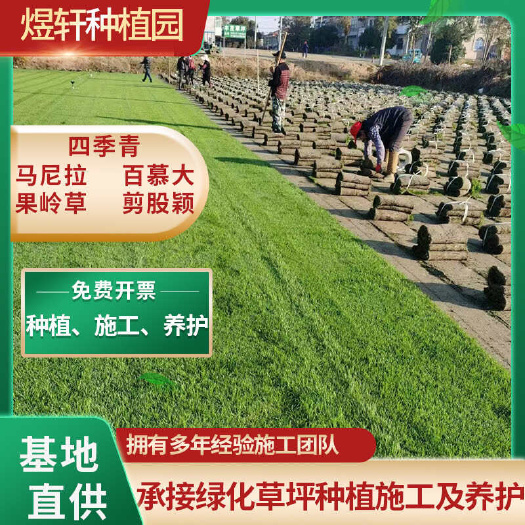 句容市四季青草坪，草皮基地直发，四季常青，
