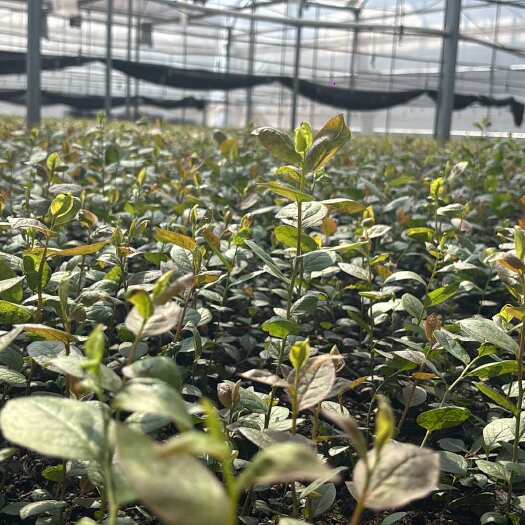 西昌市别再乱选蓝莓苗，L25蓝莓苗才是“宝藏”！还在为选不到优