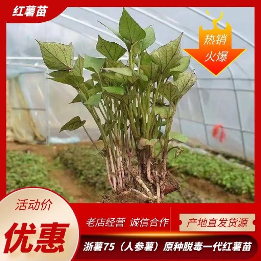 浙75（人参薯）脱毒红薯苗