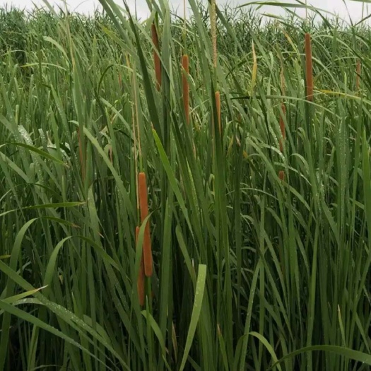奉节水菖蒲种苗   高度100公分以上
