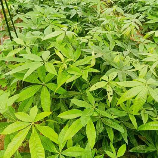 湛江产地发财树苗批发