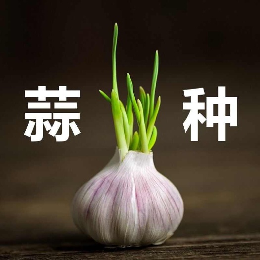 成都四川大蒜种子适合种植新手红皮蒜苗紫皮大蒜种籽种植香辣庭院种子
