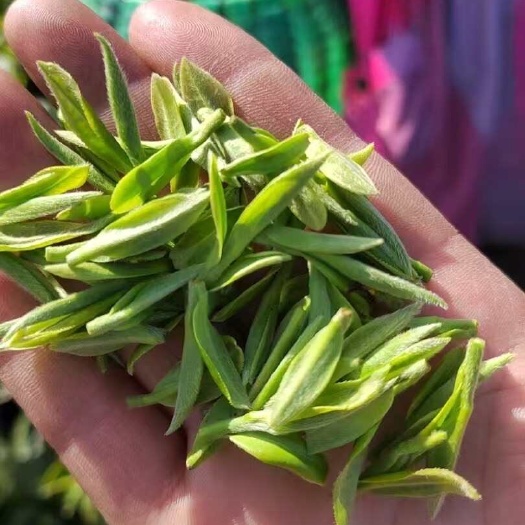 安吉县安吉原产地白茶 头茶