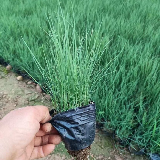 青州市粉黛乱子草，多年生宿根地被花草，耐旱耐寒，耐运输，成活率高，