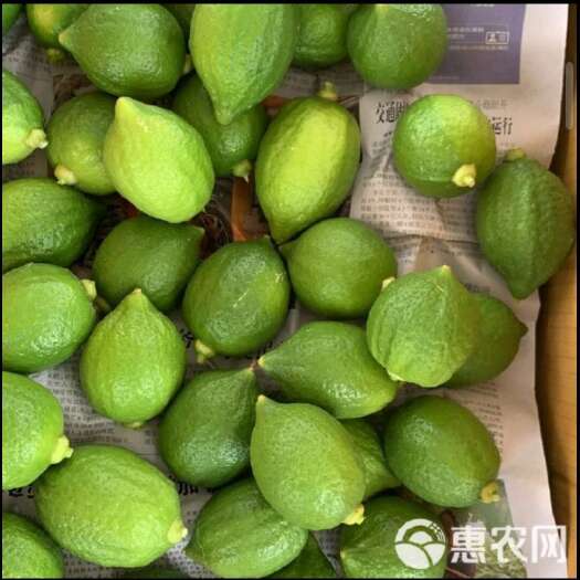 徐闻县柠檬，香水柠檬