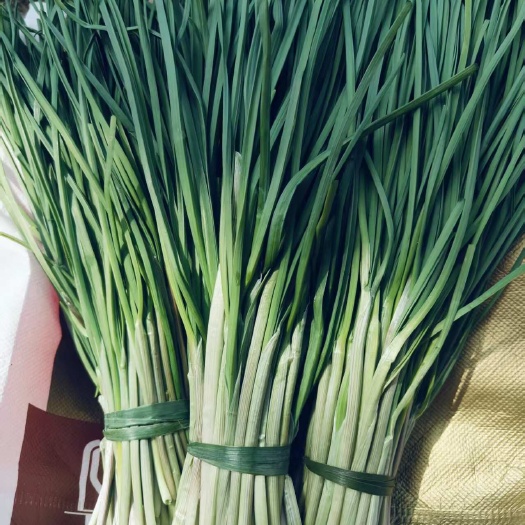 吉安新鲜野葱，现挖发货