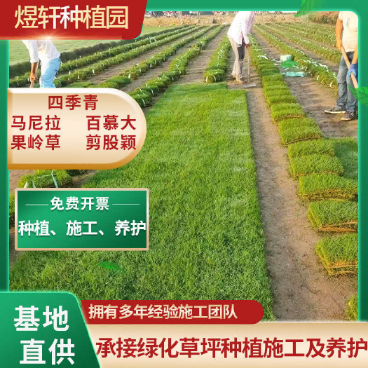 句容市百慕大，马尼拉，四季青草坪，果岭草，