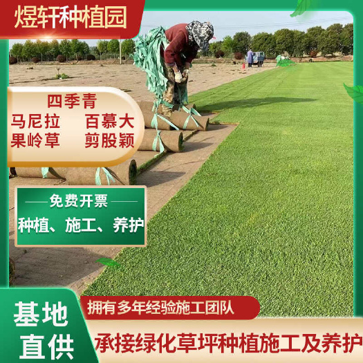 句容市草坪种子剪股颖美国四季青狗牙根不修剪耐践踏庭院多年生护坡草籽
