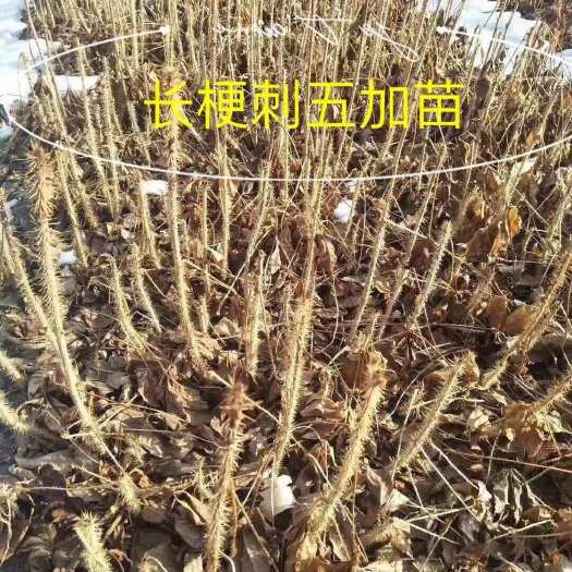 桓仁县长梗刺五加苗，大量出售一三八 1二七一七六55