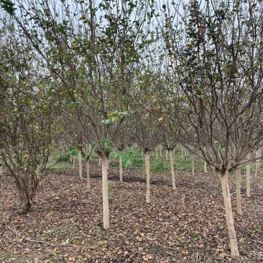 常州红花紫薇8公分