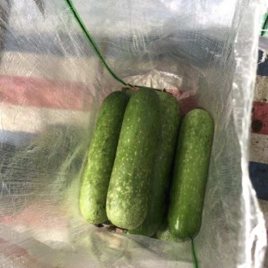 扶绥县崇左市毛节瓜开始上市，供应电商，社区，市场