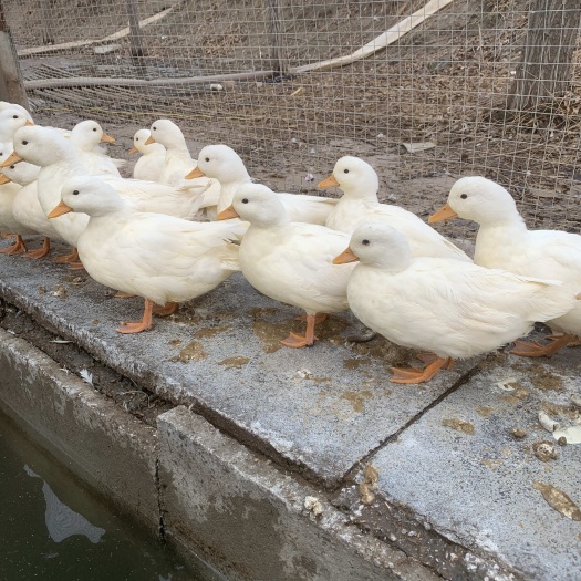 柯尔鸭