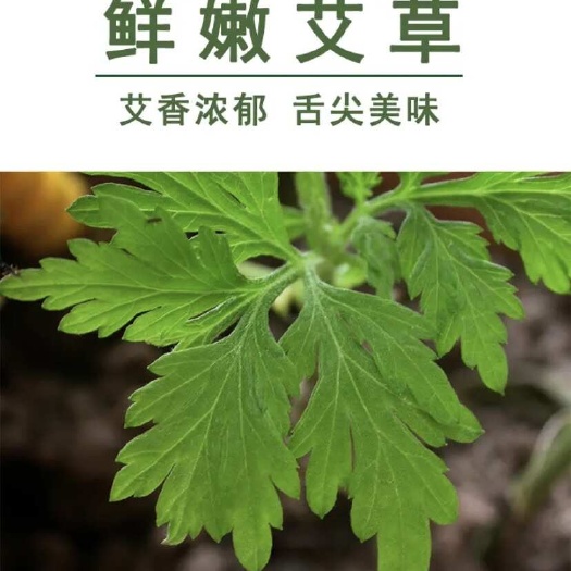 兴宁市艾草