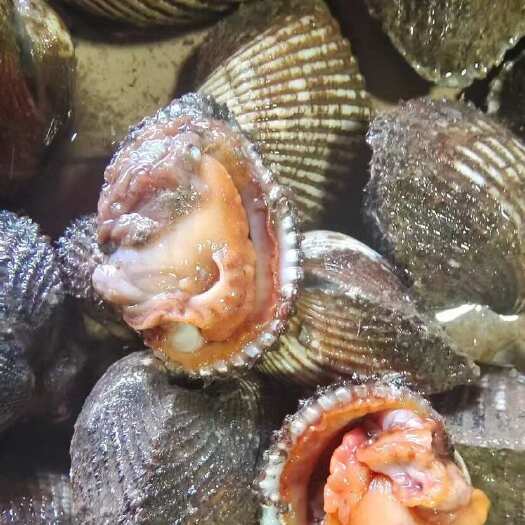 北海杂螺，一手货源，长期供应