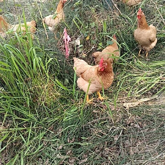 衡东县散养湘黄土鸡靓货隆重登场