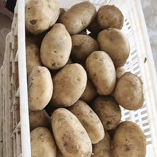 肥城市大量供应各种规格的内蒙干洗翻包黄心土豆