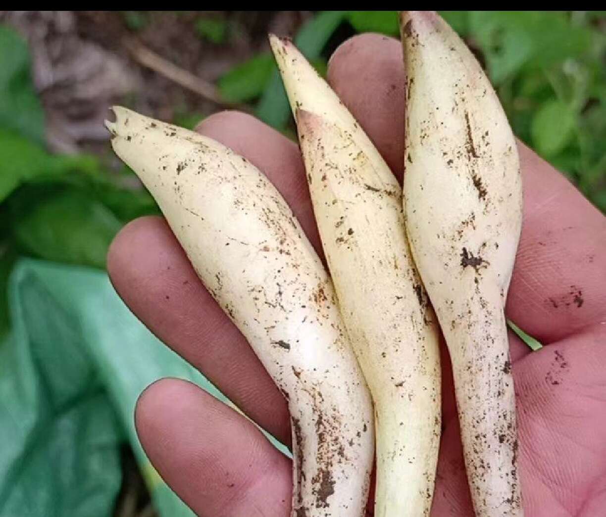 白洋荷 香味浓郁 白洋荷姜基地直发