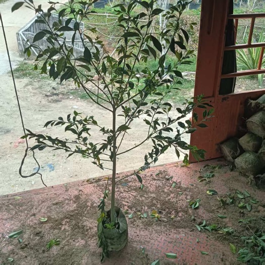 揭阳铁冬青大量现货袋苗