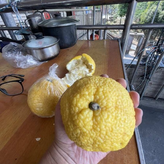 道县黄金贡柚