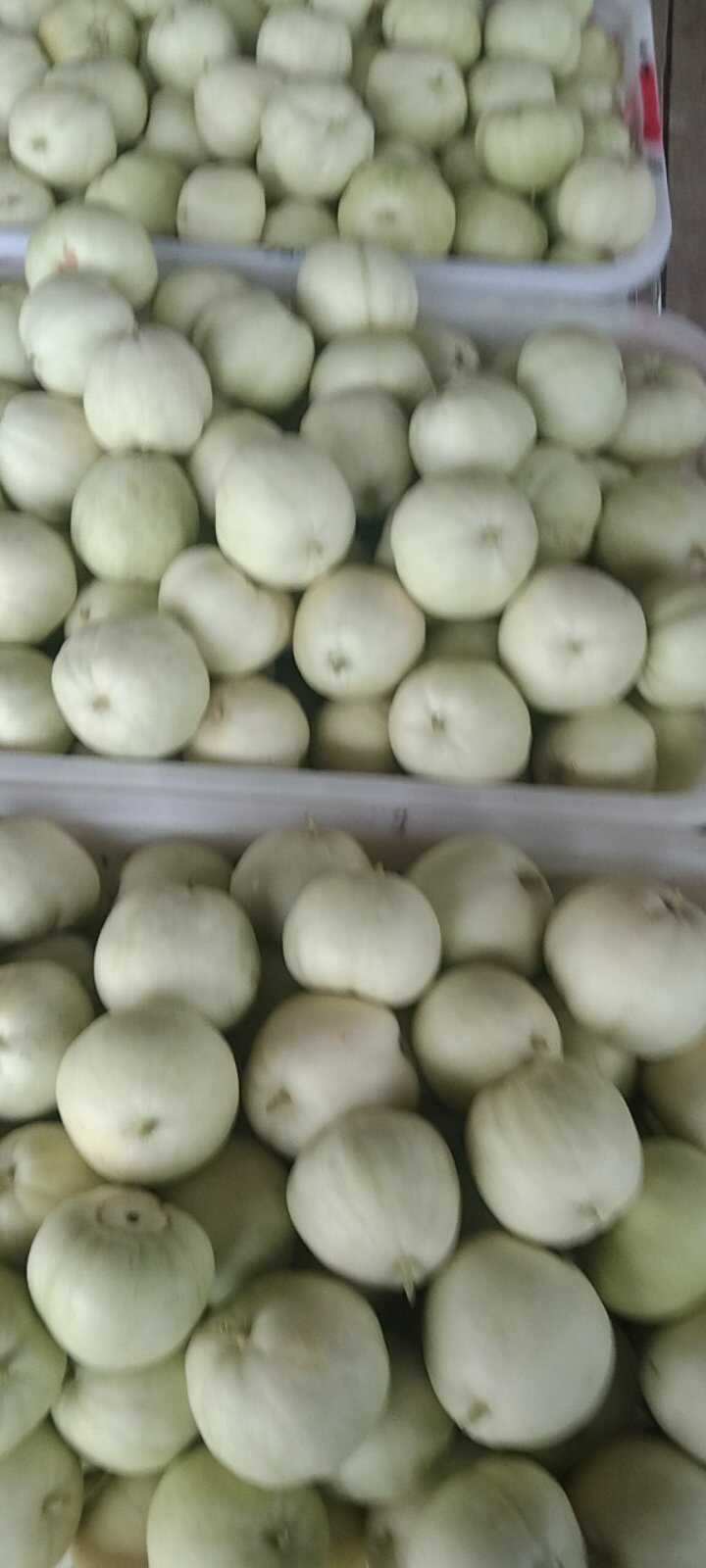 湖北省嘉鱼县有几万亩甜瓜，甜玉米，南瓜，6月上市。