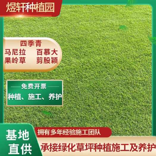 句容市中华结缕草，兰引3号，基地直发，