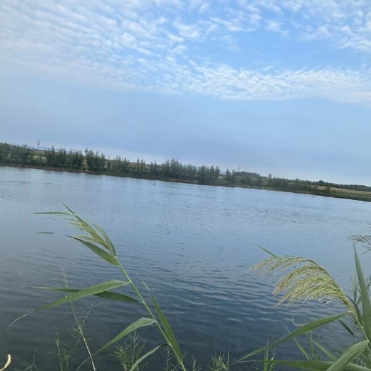 平邑县大青鱼，精心喂养，条形优美。