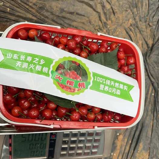 山东长寿之乡火樱桃