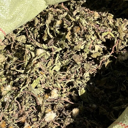宜宾蒲公英干货