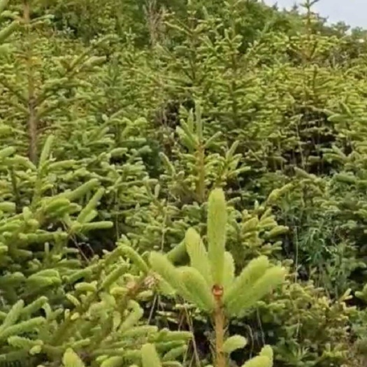 佳木斯绿化树云杉青白签，树冠丰满