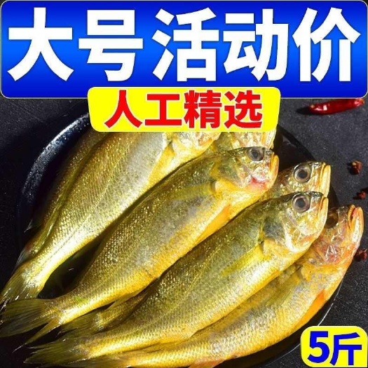 日照小黄鱼新鲜黄花鱼冷冻新鲜整箱海鲜水产生鲜活黄花鱼小黄鱼
