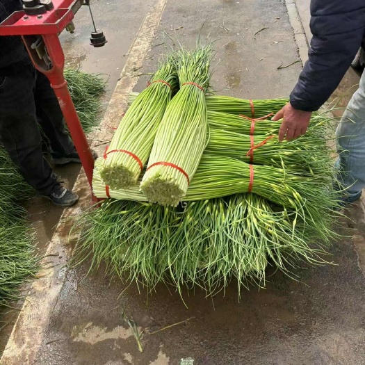 蒜苔上市產(chǎn)地直發(fā)