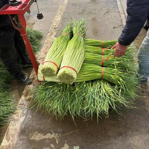 丰县蒜苔上市产地直发