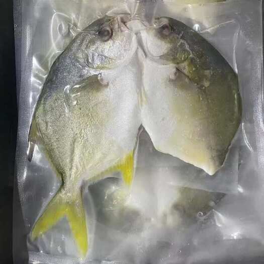 广东广州金鲳鱼批发 开片金鲳鱼金昌鱼番禺区直发水产海鲜