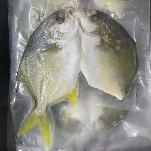 广州广东广州金鲳鱼批发 开片金鲳鱼金昌鱼番禺区直发水产海鲜