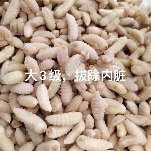 广州除内脏，土蜂蛹3级，胡蜂蛹，马蜂蛹，大土蜂3级除内脏，金环蜂