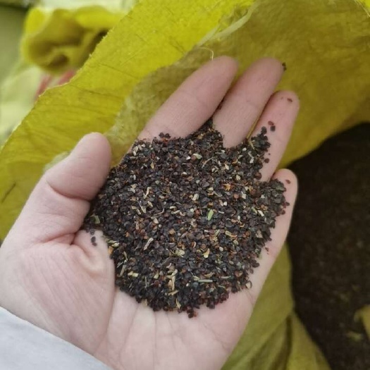 纯新瞿麦种子